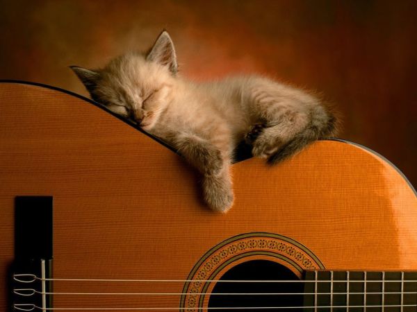 cat asleep
                        on guitar