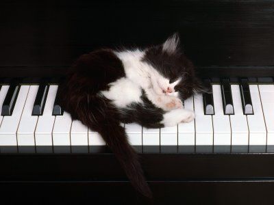cat asleep on
                      a piano